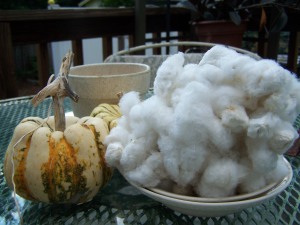 Chem-Free Cotton for Spinning--The Home Gnome